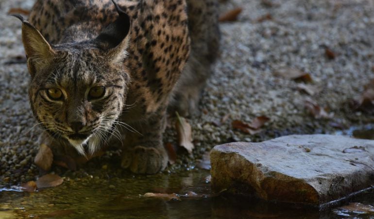 Un lince ibérico hidratándose