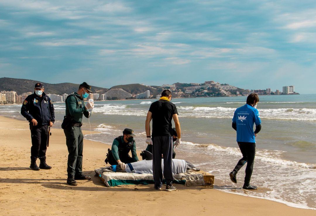 El delfín ha fallecido pocas horas después de aparecer en la costa de Cullera