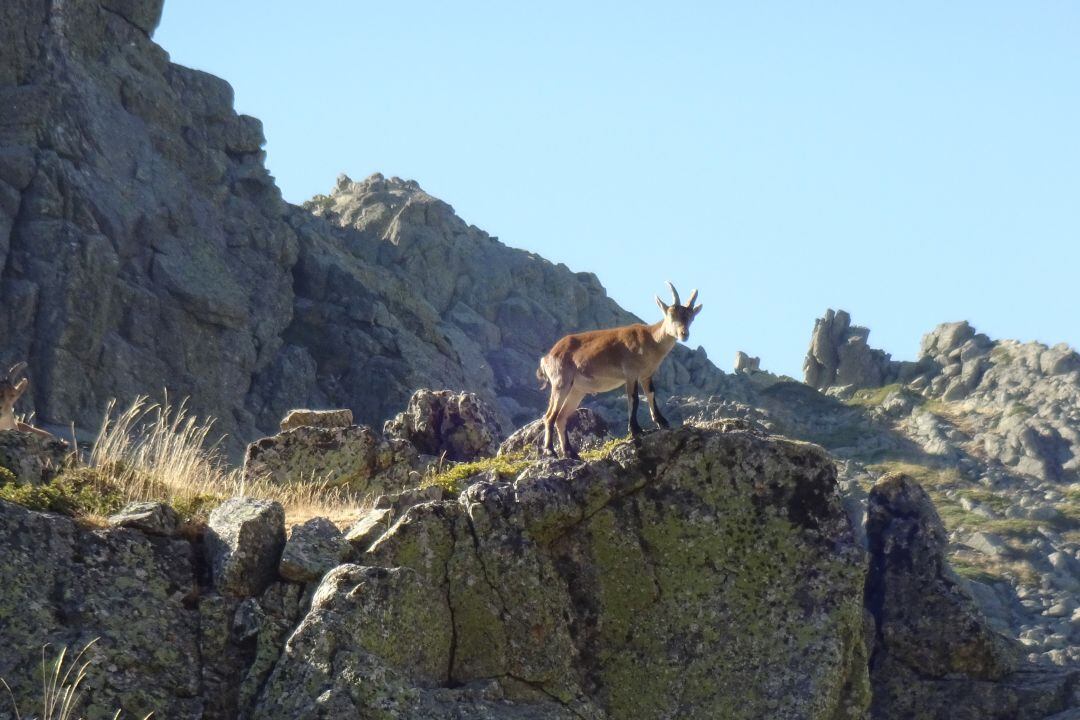 Un ejemplar macho de cabra montés en una cresta de la Sierra de Guadarrama.