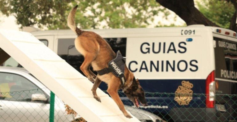 Los guías caninos, determinantes en la detección de la droga