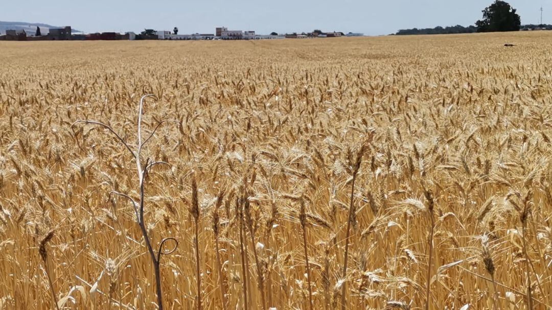 Cereales en una explotación de la comarca