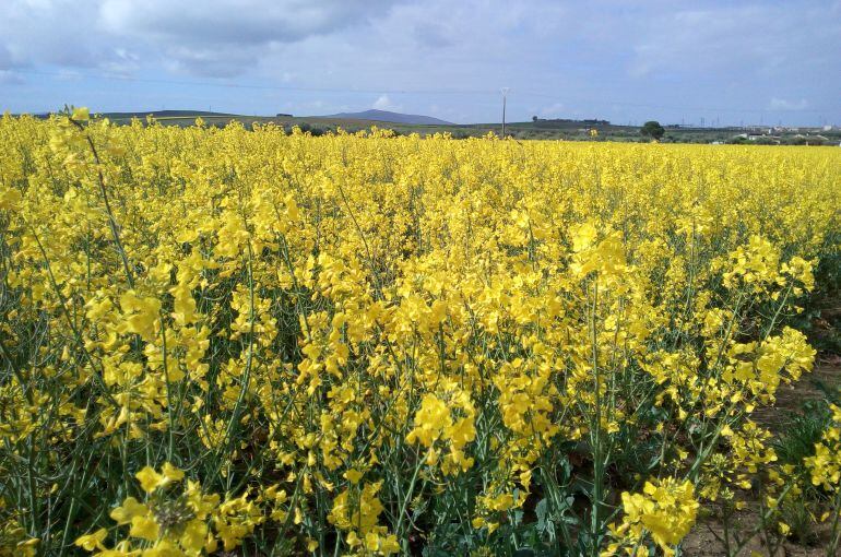 El campo extremeño en este mes de abril