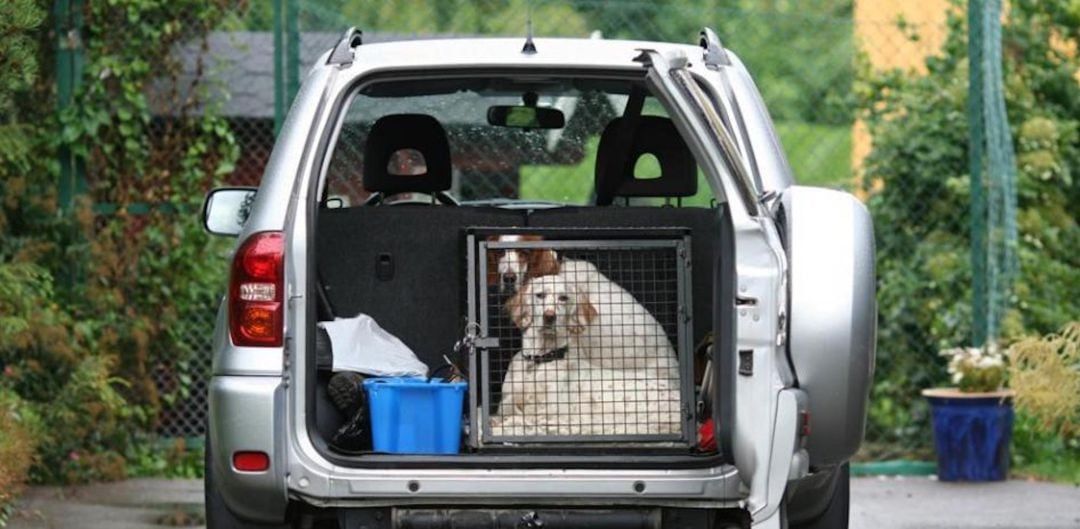 Un perro viaja en un transportín