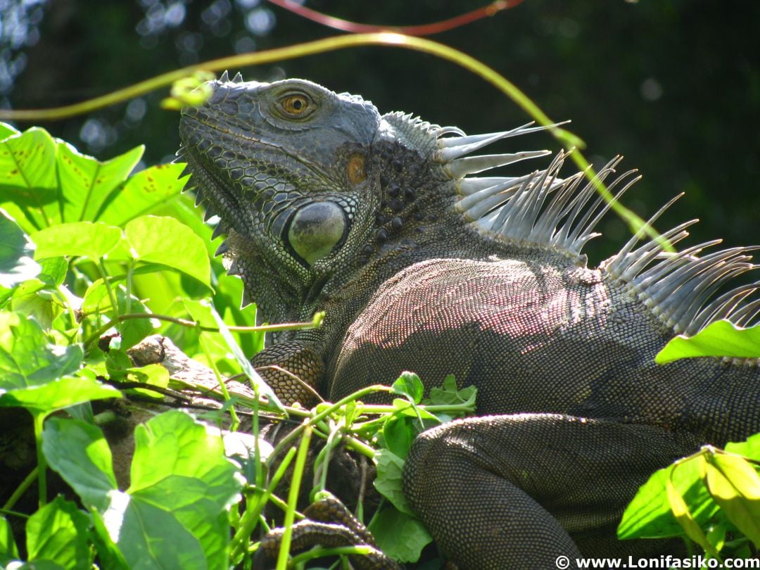 La diversidad y colorido de la naturaleza de Costa Rica es uno de los encantos del país centroamericano