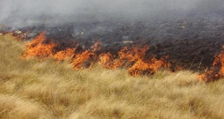 El fuego calcinó varias hectáreas de terreno