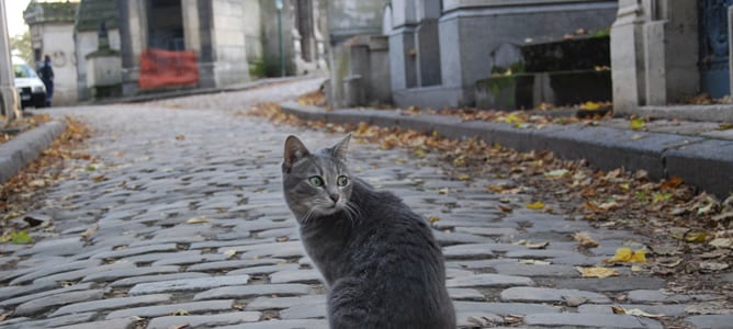 Un gato en una de las callejuelas del cementerio de Pére Lachaise en París