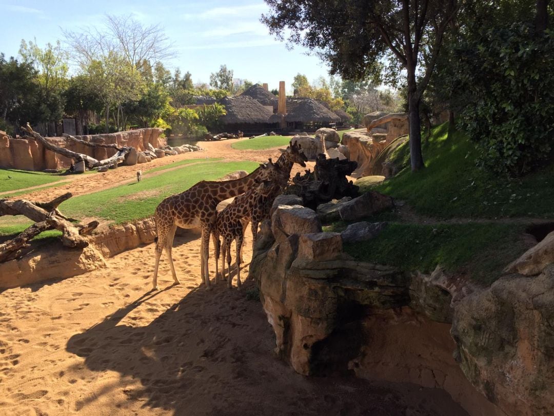 Jirafas en Bioparc Valencia