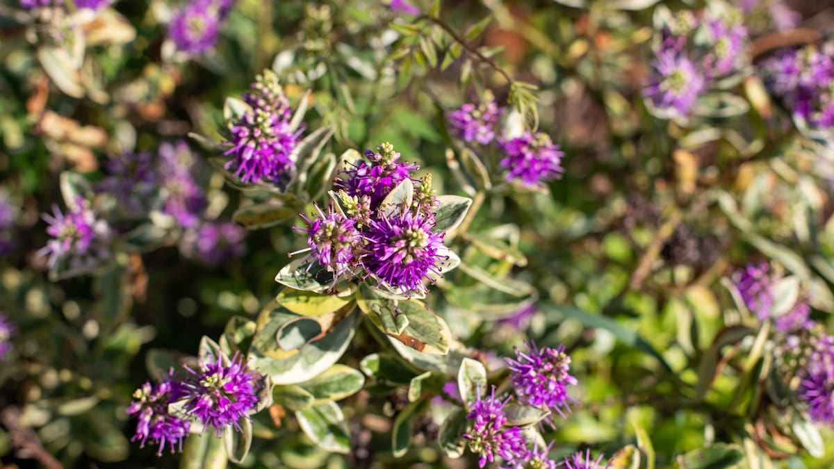 El arbusto apreciado por los jardineros que crece allá donde las hortensias no lo logran