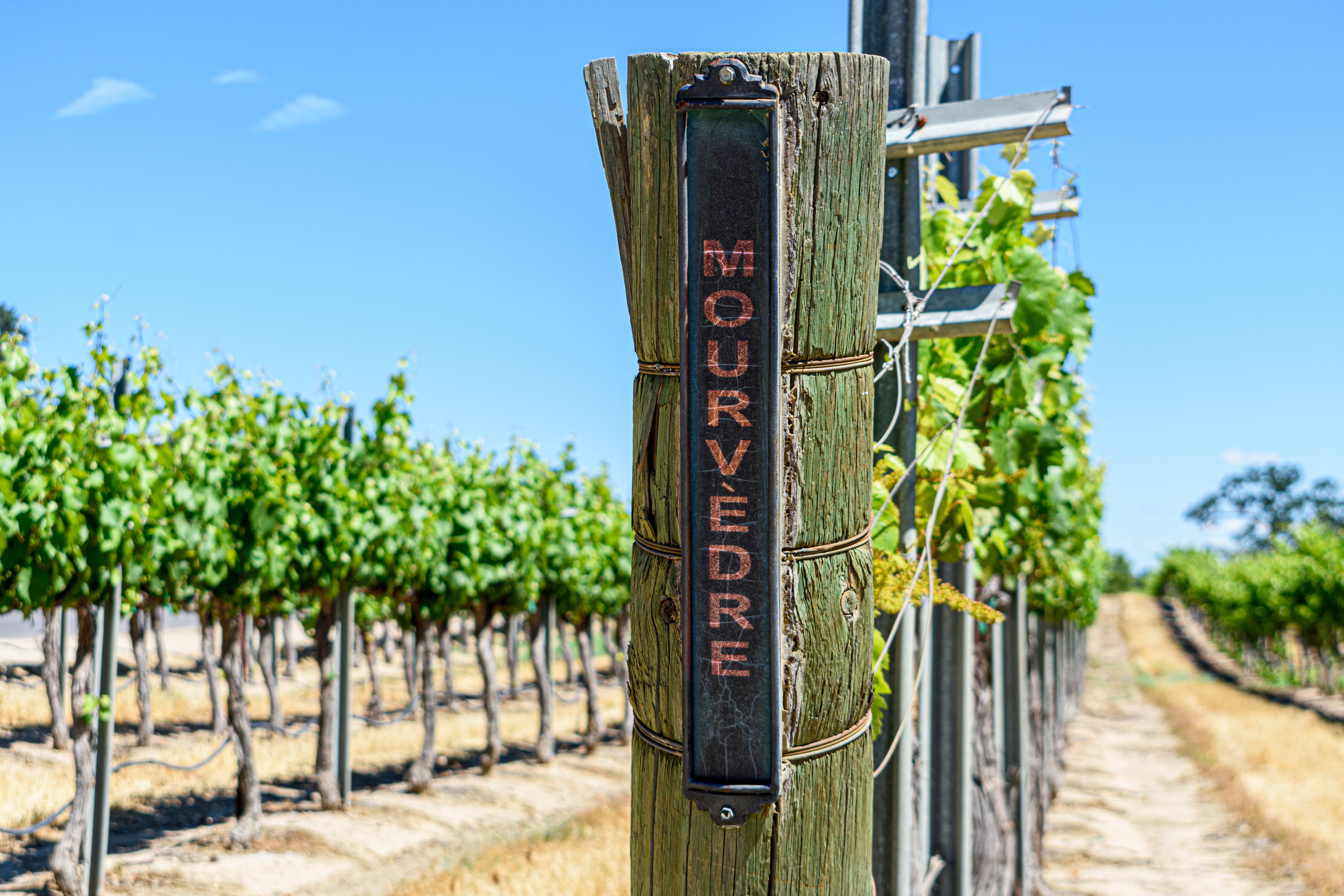 Mourvedre red wine grape variety outdoor sign on wooden vertical end post in summer vineyard.