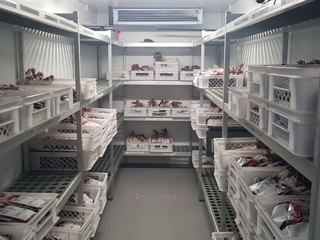 Neveras donde se guardan las bolsas de transfusión