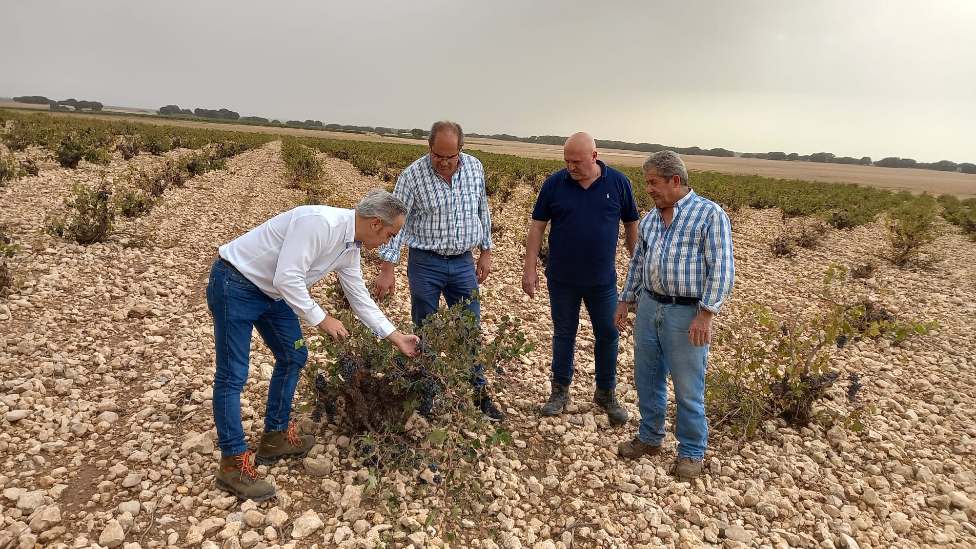 El delegado de Agricultura, Rodrigo Fernández (i), durante una visita a San Clemente tras los daños causados en las viñas por las lluvias de los últimos días