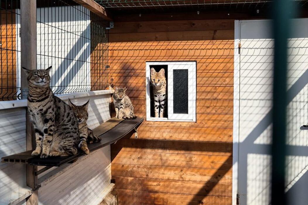 Se localizaron un caracal puro, dos servales puros y otros 16 felinos híbridos. Guardia Civil.