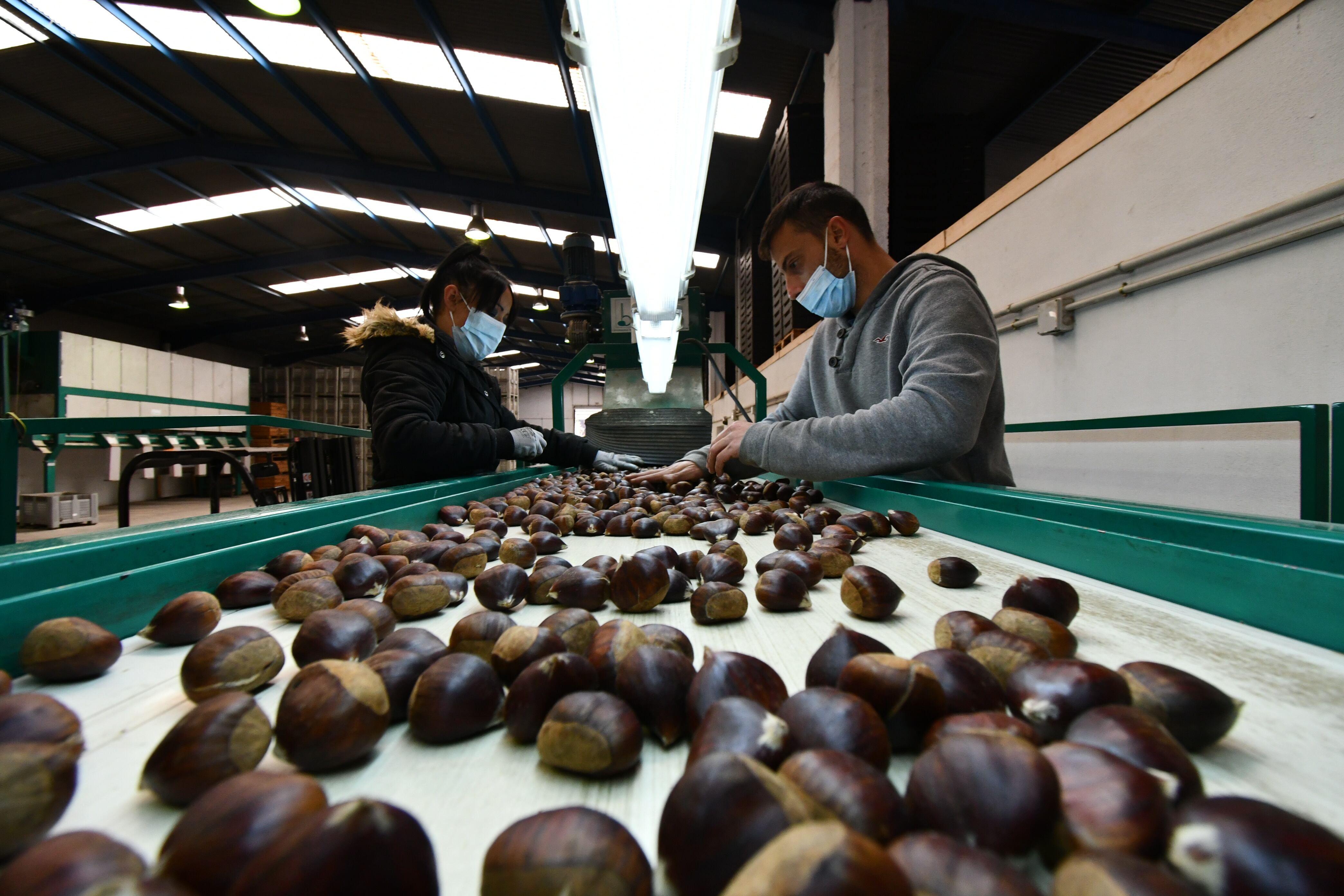 La cantidad de la castaña este año es muy escasa aunque la calidad y el tamaño del fruto sí que será “óptima”