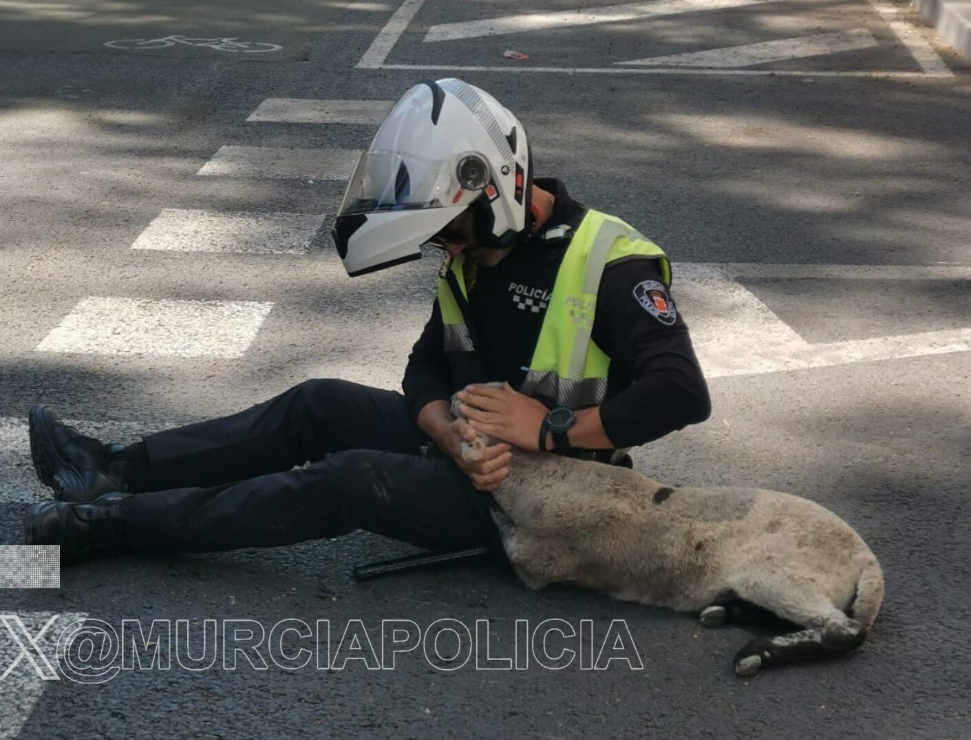 La Policía Local de Murcia localiza una oveja extraviada en el centro