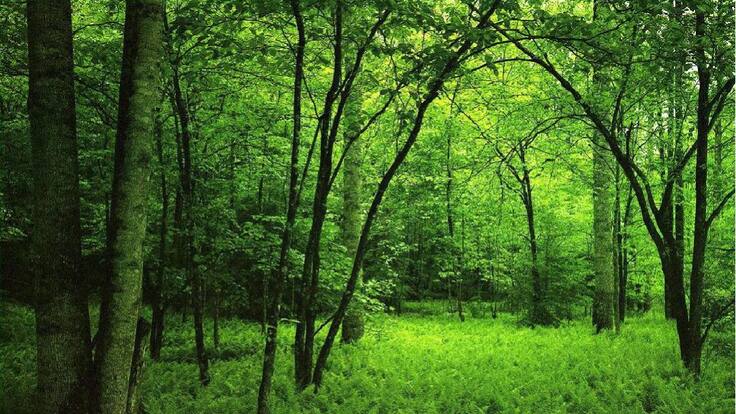 "Semillas de calabaza"