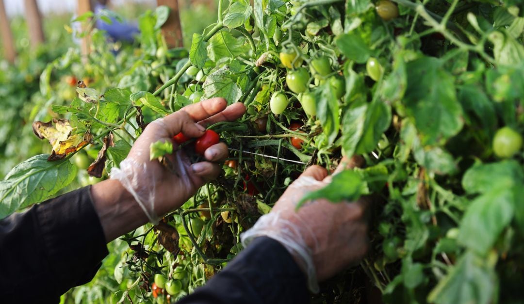 Trabajadores recolectando tomates en una graja propiedad de Pacific Tomato Growers en febrero de 2021 en Florida. 