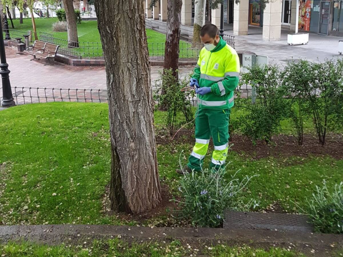 El Ayuntamiento de Albacete comienza el tratamiento contra la plaga de la 'galeruca' en más de 700 olmos