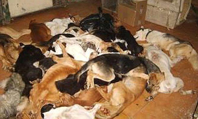 Un estudi altera dels problemes de salut pública que planteja el transtorn per acumulació d'animals, la síndrome de Noé