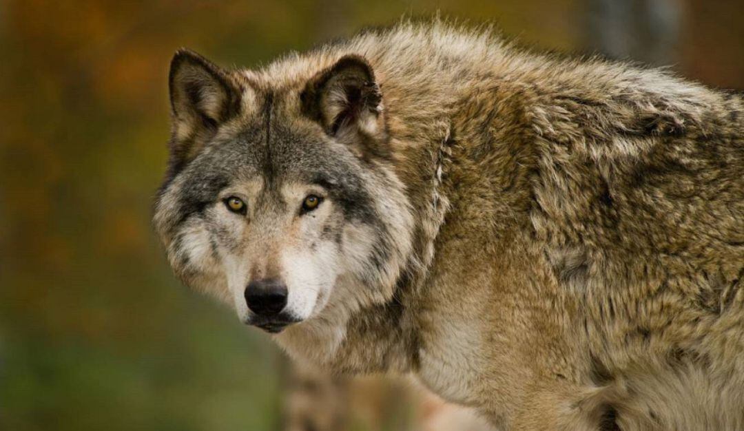 El lobo, protegido frente a la caza en España