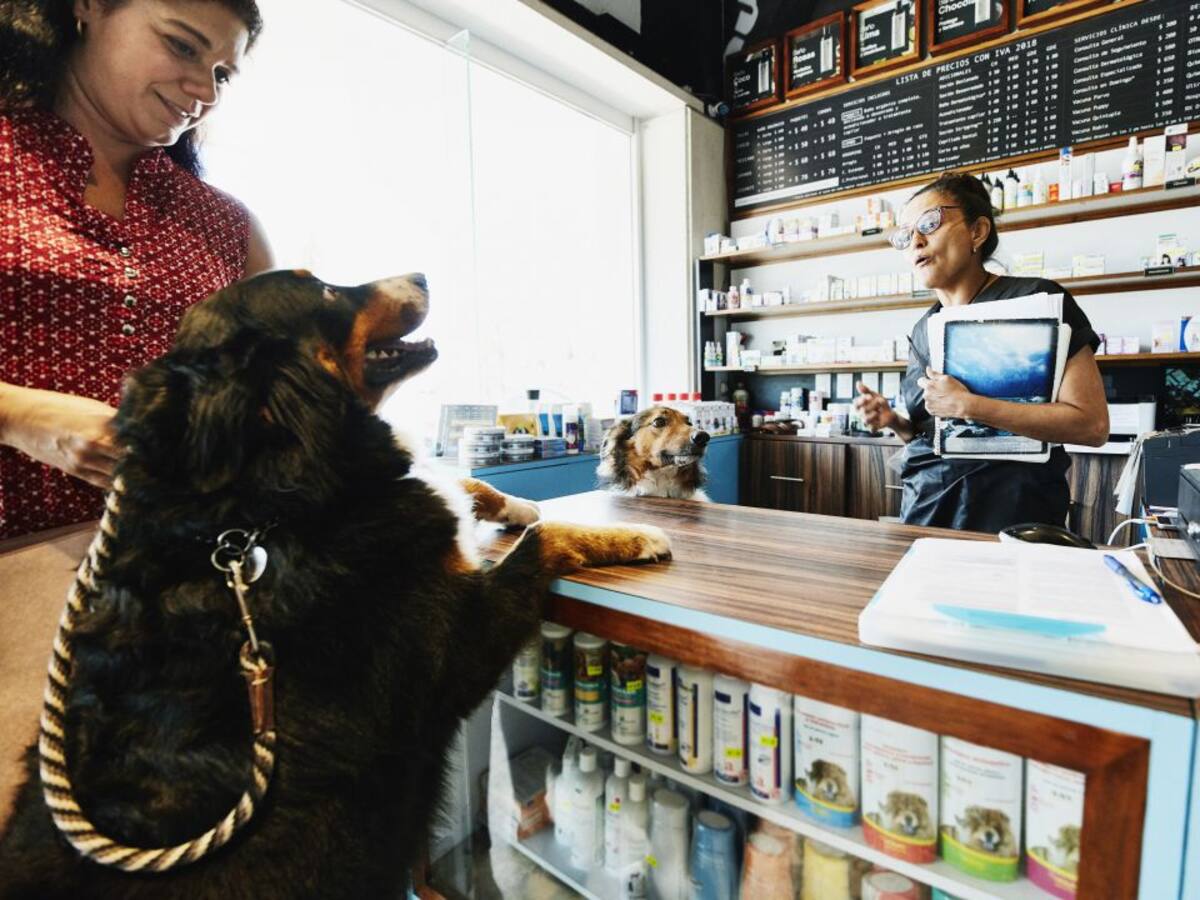 Detenida por intentar robar en la tienda de animales de sus hermanos