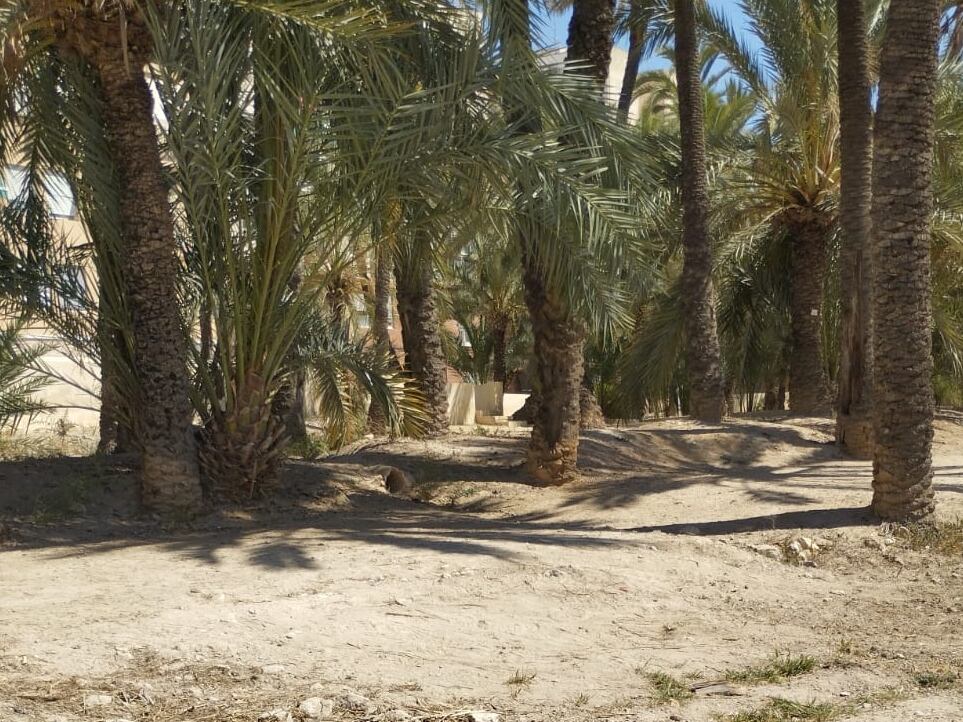 Huerto de Palmeras en Elche
