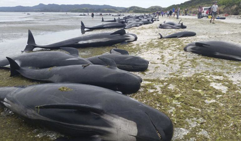 Imagen facilitada por el Departamento de Conservación de Nueva Zelanda que muestra docenas de ballenas varadas en una playa de Farewell Spit en la Bahía Dorada de Nueva Zelanda.