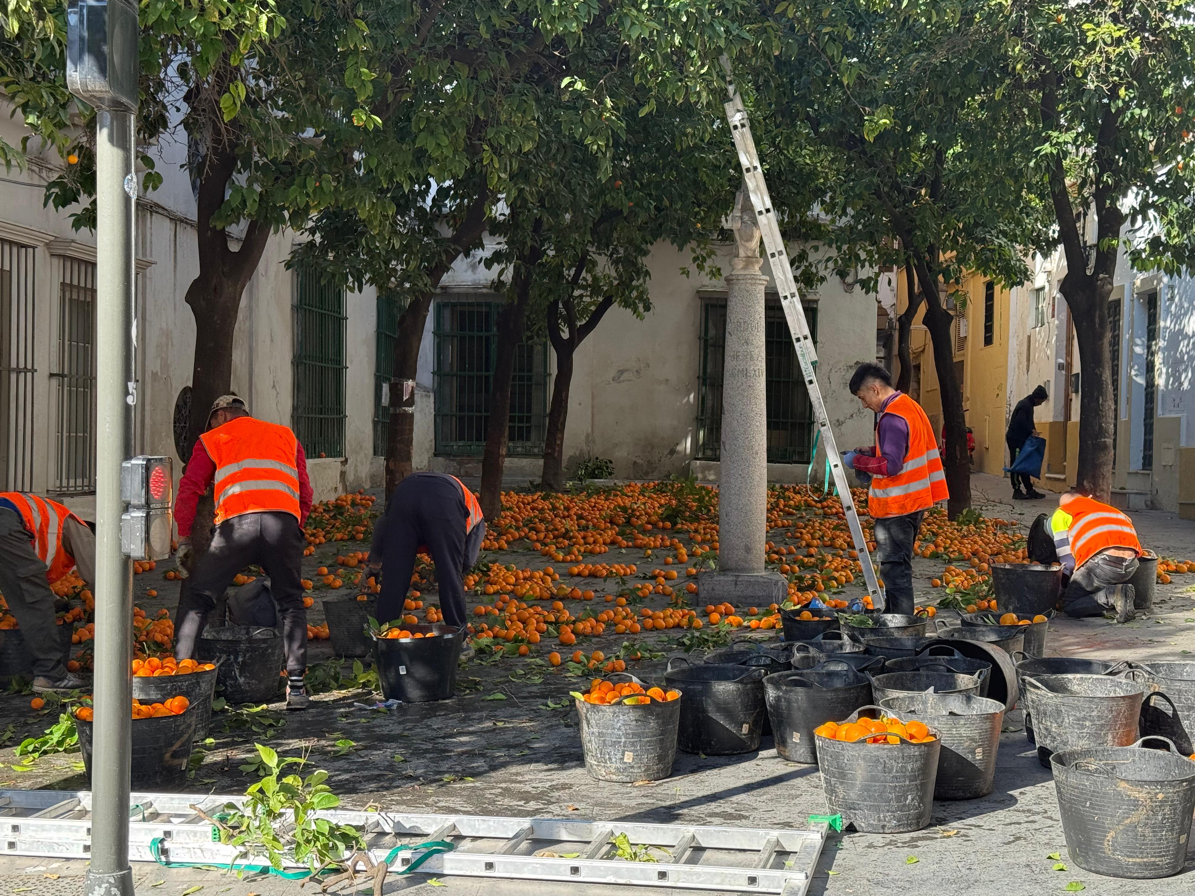 Recogida de naranjas en Jerez