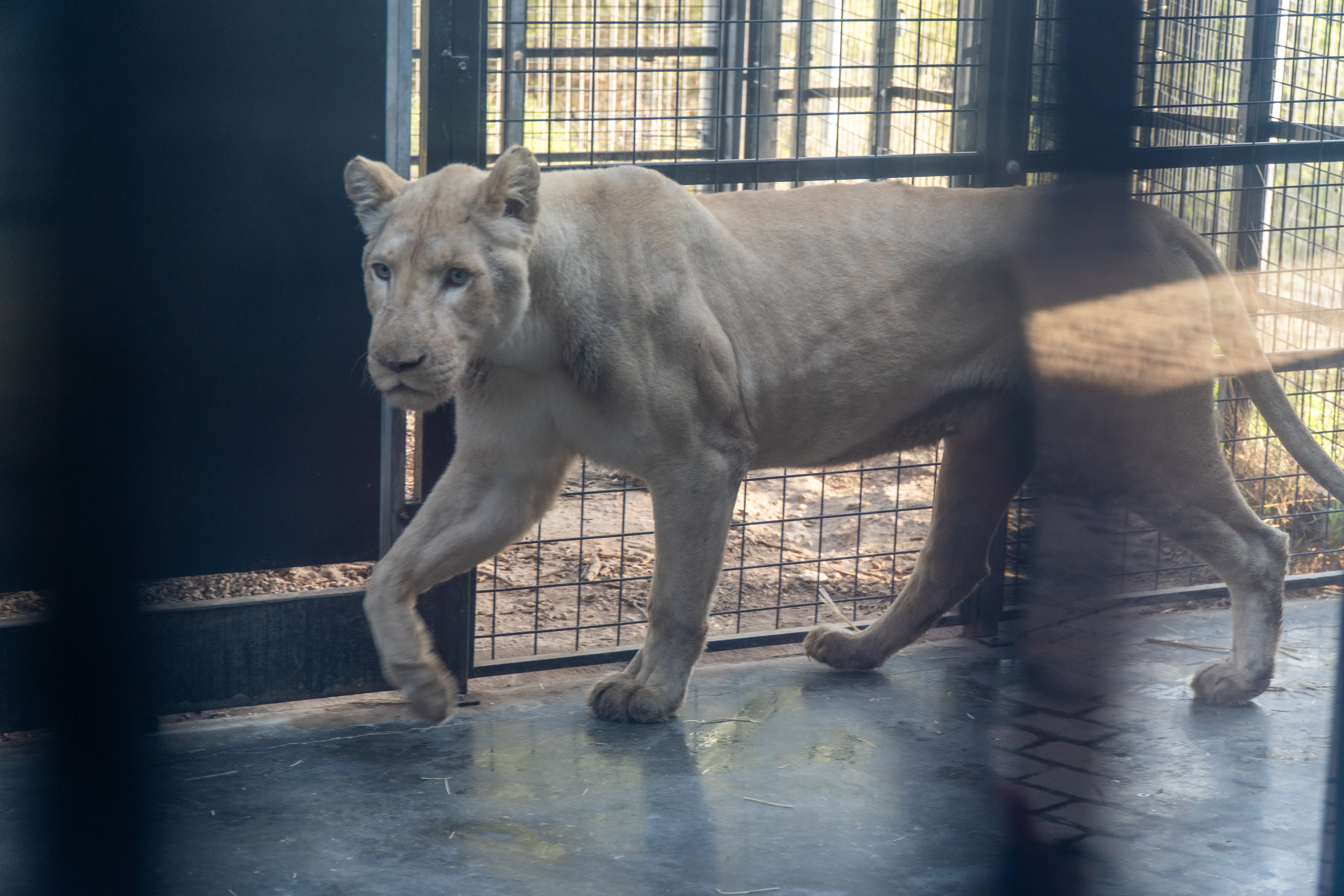 Leones rescatados por Primadomus