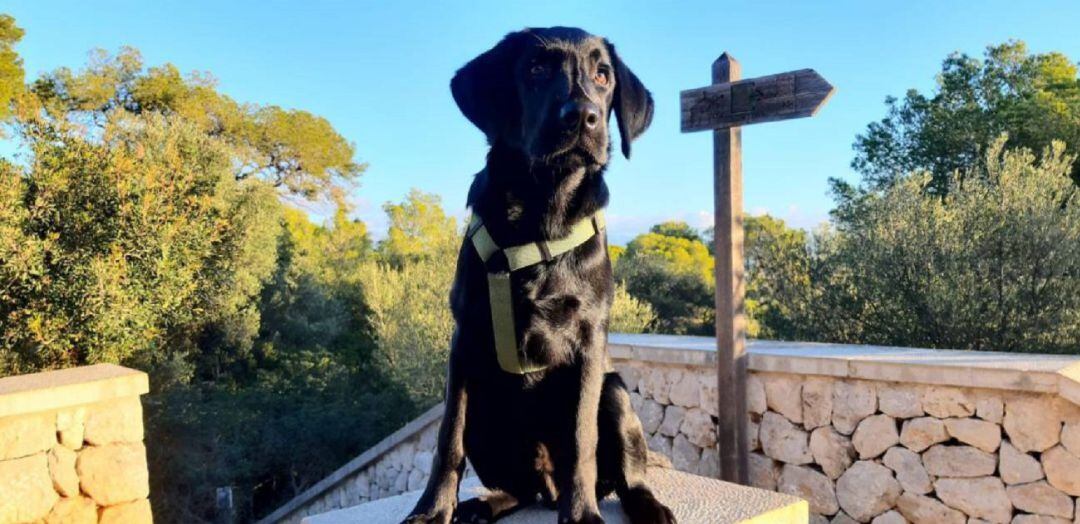 Imagen de archivo de un perro Labrador