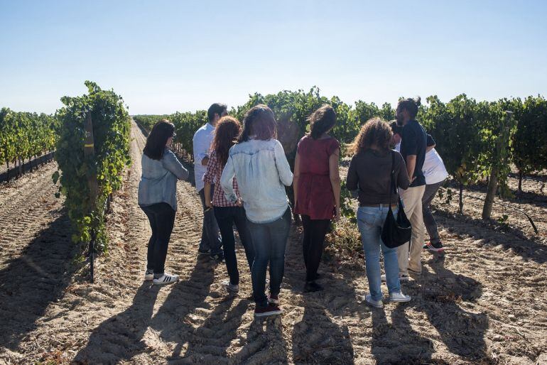 La Ruta del Vino organiza actividades paralelas a la vendimia