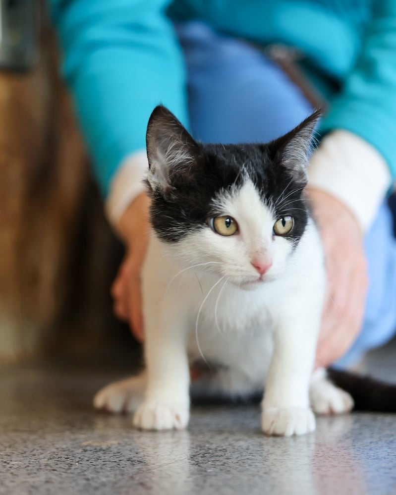 El centro, que cumplirá veinte años en 2025, acoge a perros y gatos abandonados y recogidos en los municipios de menos de 5.000 habitantes que carecen de medios para ello