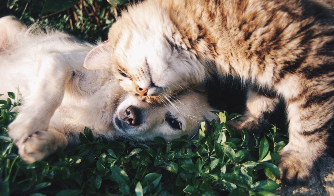 Imagen de archivo de un perro y un gato