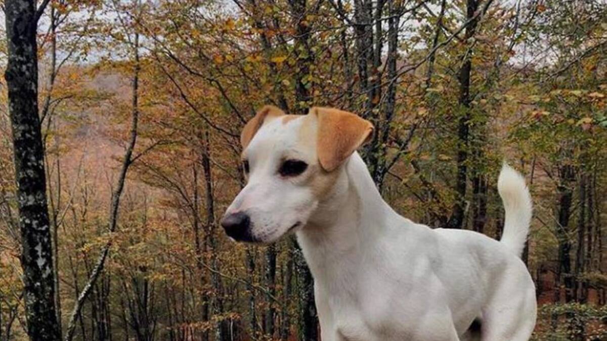 Pipper, el perro turista