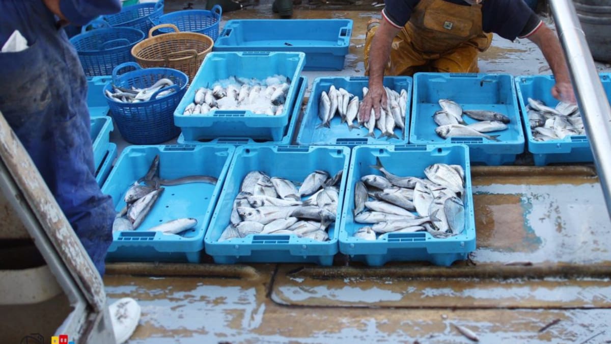 Pedro Carmona, presidente de la Federación de Cofradías de Pesca de Alicante, en Hoy Por Hoy Alicante