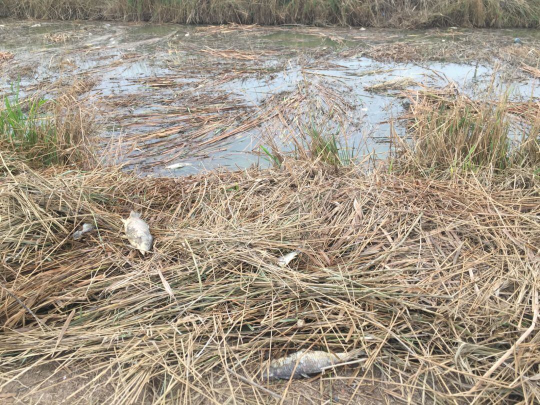 La paja del arroz que no se ha retirado está eliminando el oxígeno del agua de la Albufera de València. 