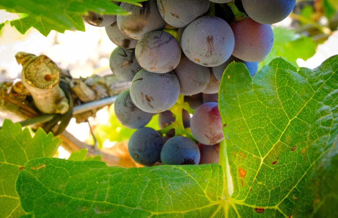 Envero en la Ribera del Duero