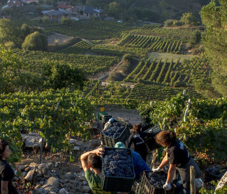 Vendimia en la Ribeira Sacra