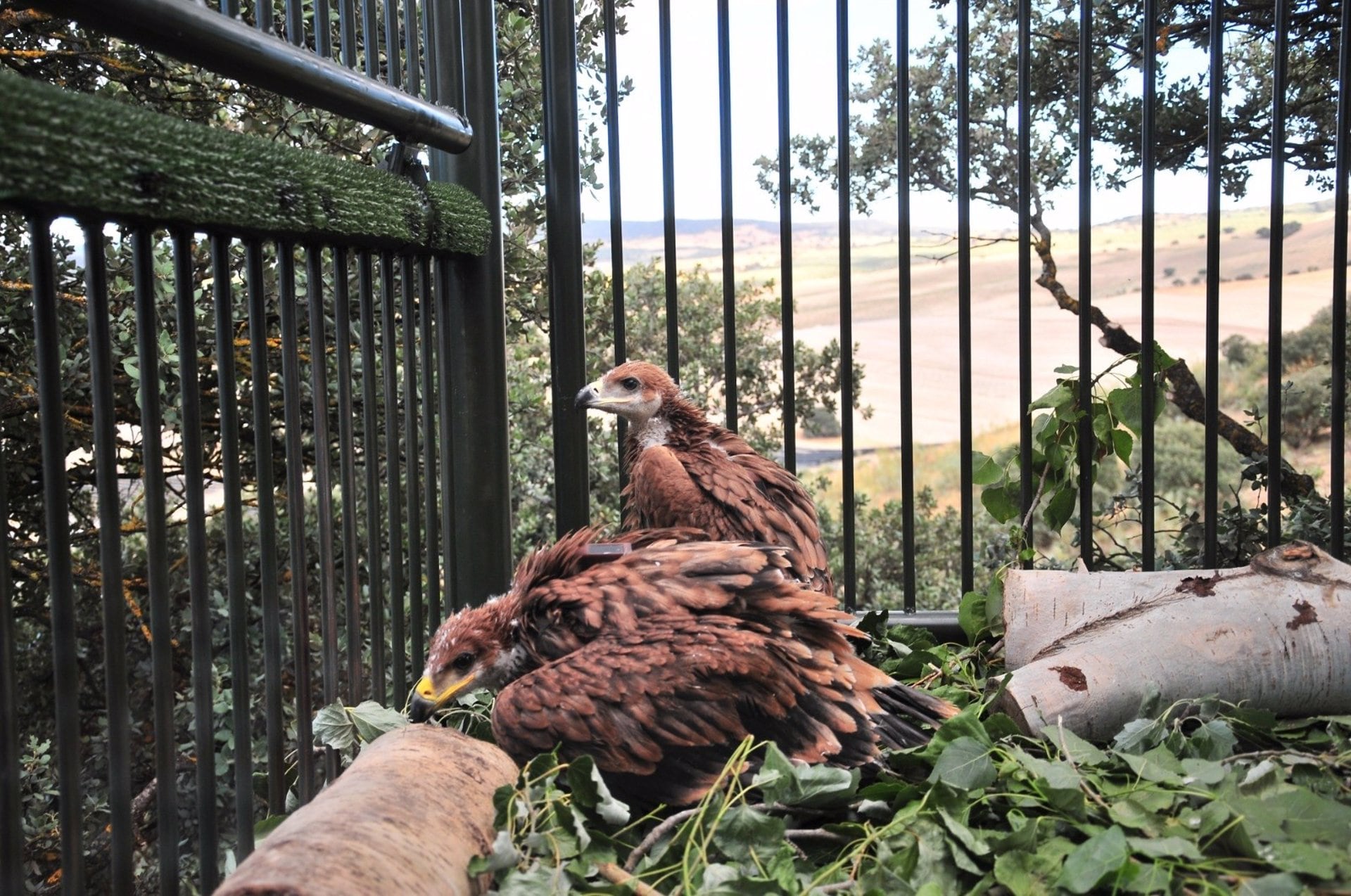 Imagen de las aves en el jaulón