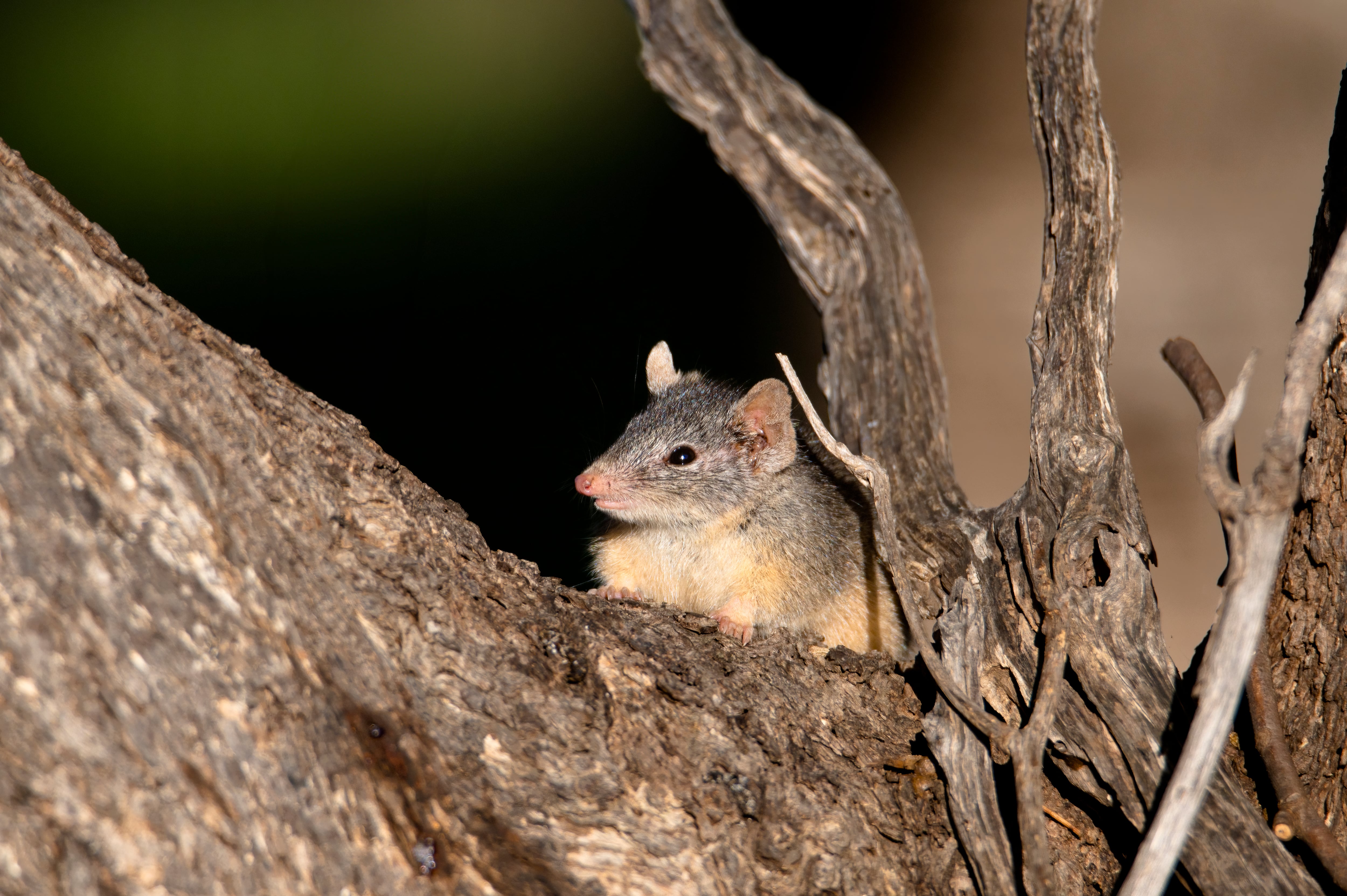 Un ejemplar de antechinus.