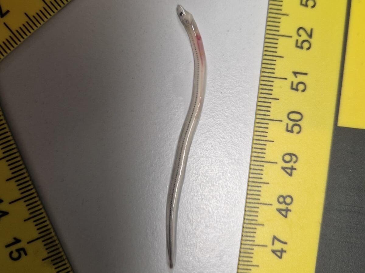 Angula capturada en La Llosa