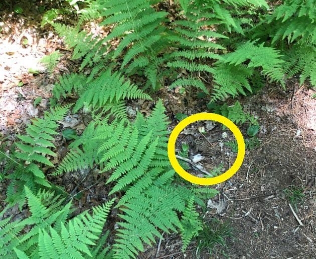 El sapo está escondido junto a los helechos.