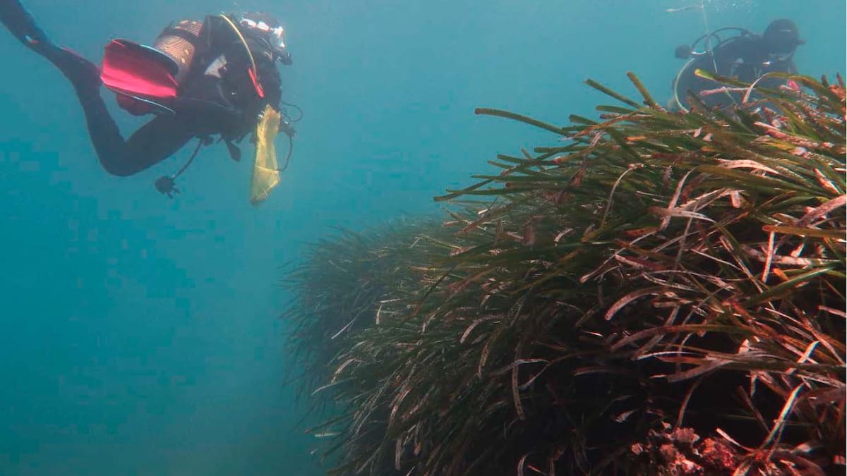 Las praderas de posidonia de Dénia presentan un excelente estado de conservación salvo en Punta del Raset