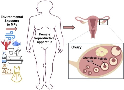 Esquema del mecanismo por el cual los microplásticos llegan al líquido folicular. Principalmente, se da a través de la inhalación, ingestión y contacto. Ecotoxicology and Environmental Safety.