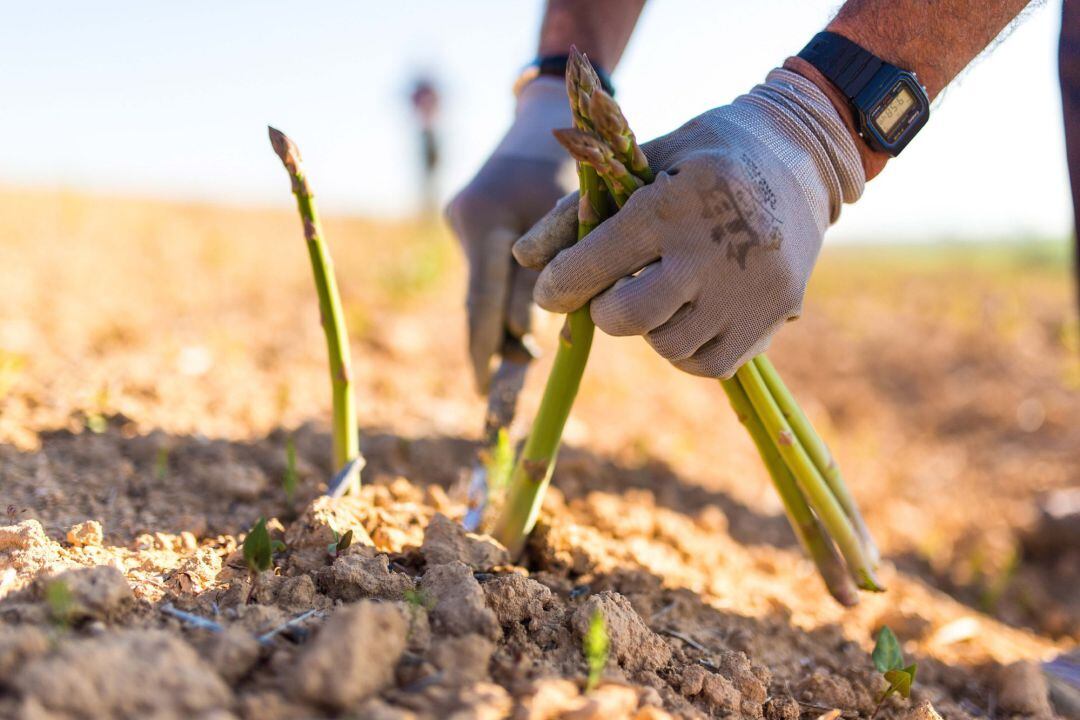 Recogida de espárragos verdes en un campo