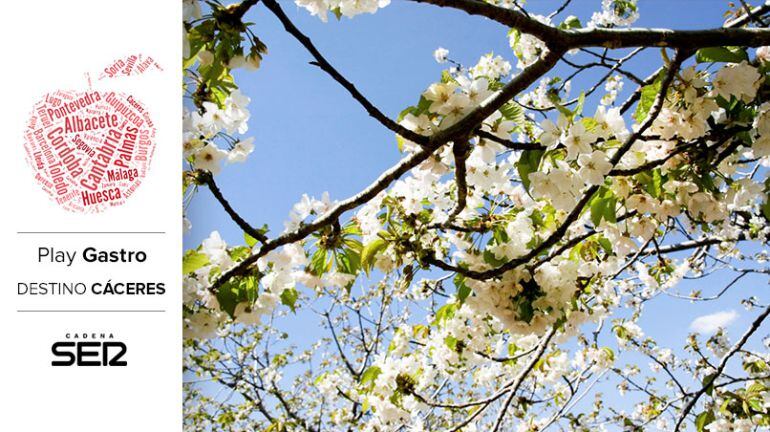 Cerezos en flor, en el Valle del Jerte.