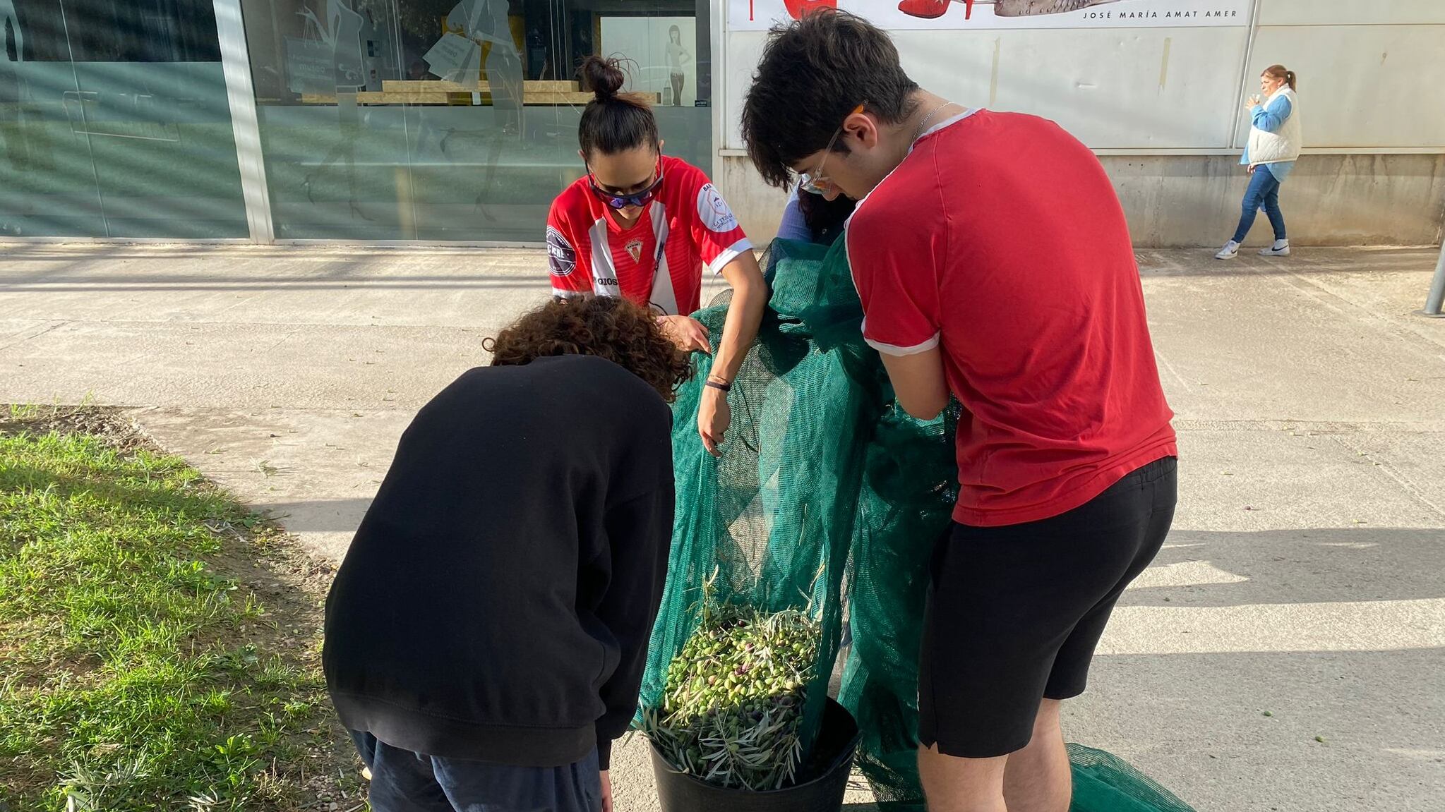 Los alumnos del Centro de Formación Profesional Valle de Elda realiza un taller práctico de recogida de aceitunas