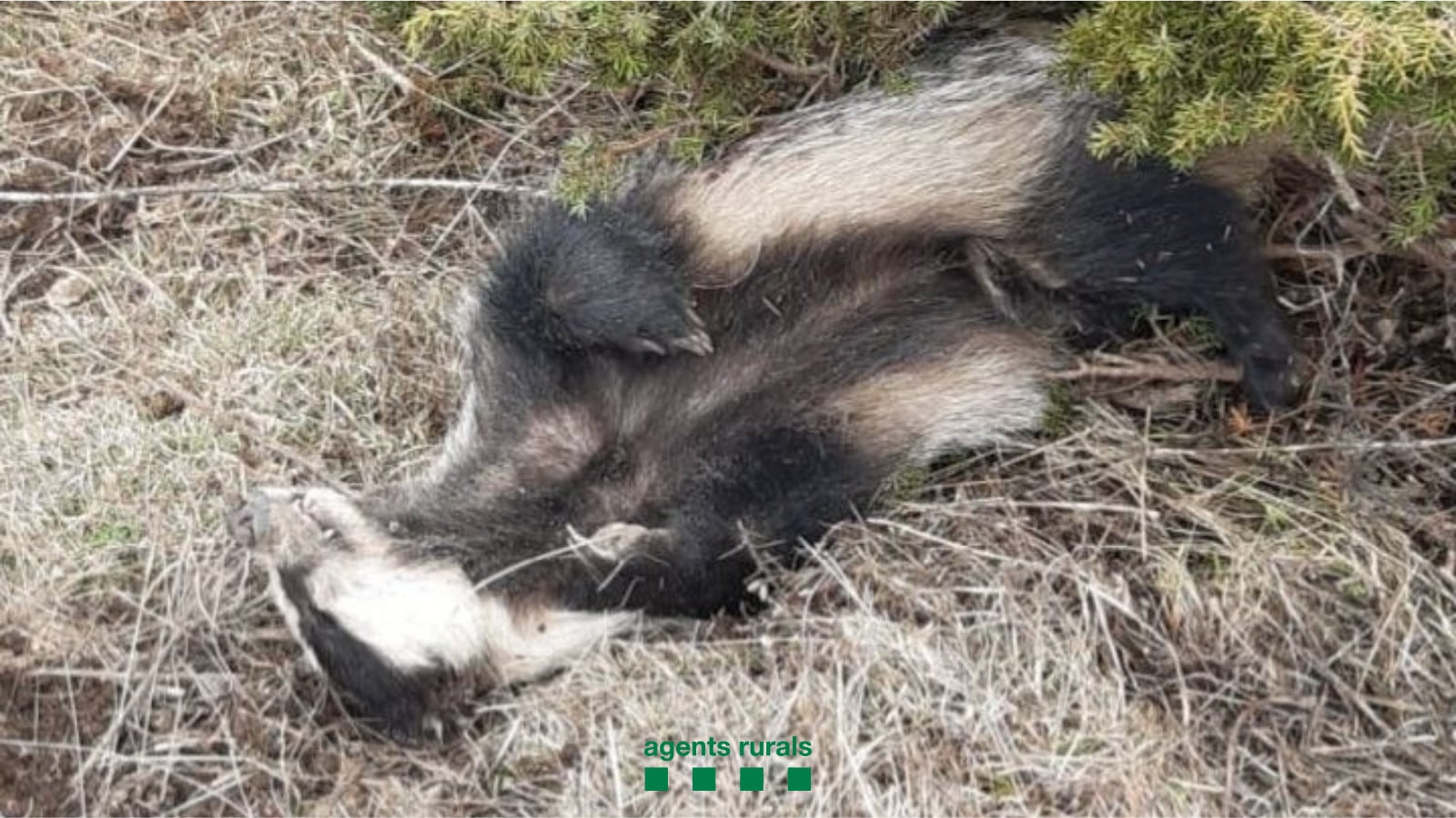 Imatge del teixó trobat sense vida en una àrea privada de caça de l'Alt Urgell. Foto: Agents Rurals.