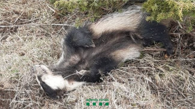 Imatge del teixó trobat sense vida en una àrea privada de caça de l'Alt Urgell. Foto: Agents Rurals.