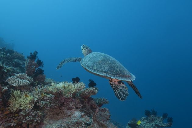 Una tortuga marina nada entre los corales del océano Índico en las Maldivas.