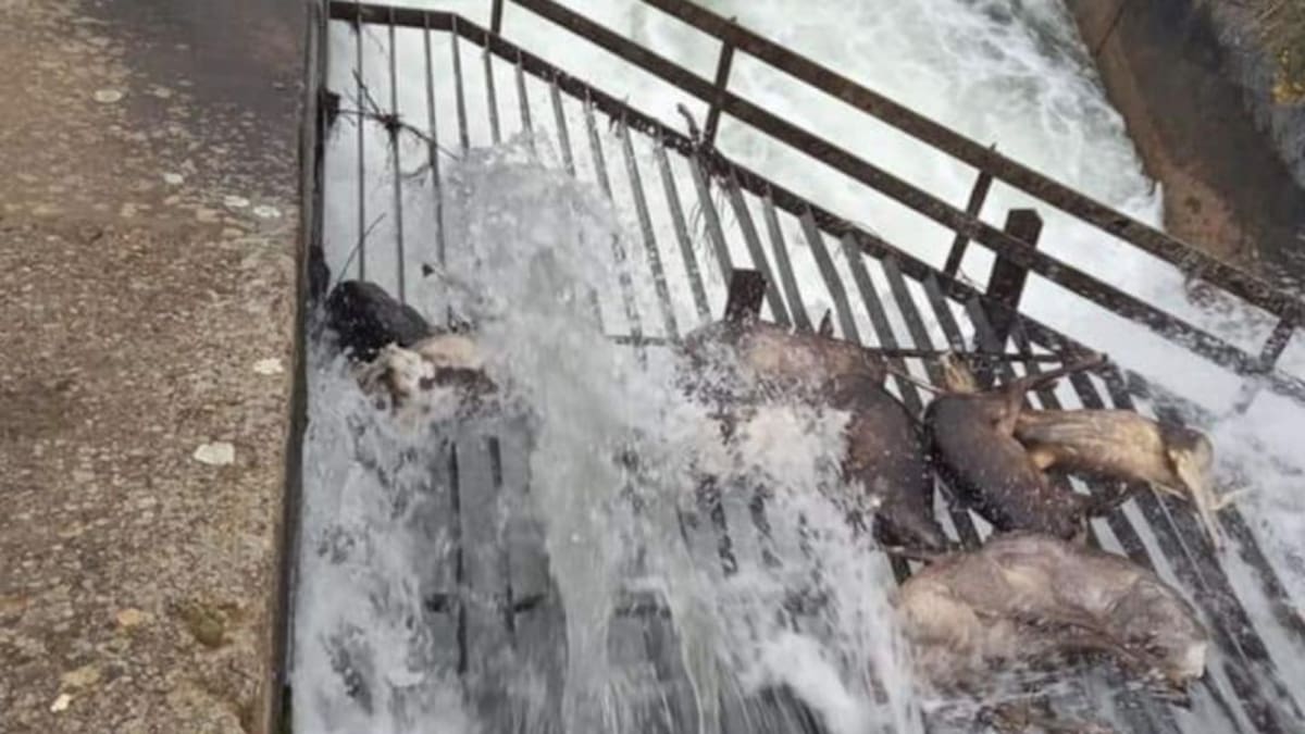 Entrevista a Alejandro Barriuso director técnico de la CHD (17/5/2021)